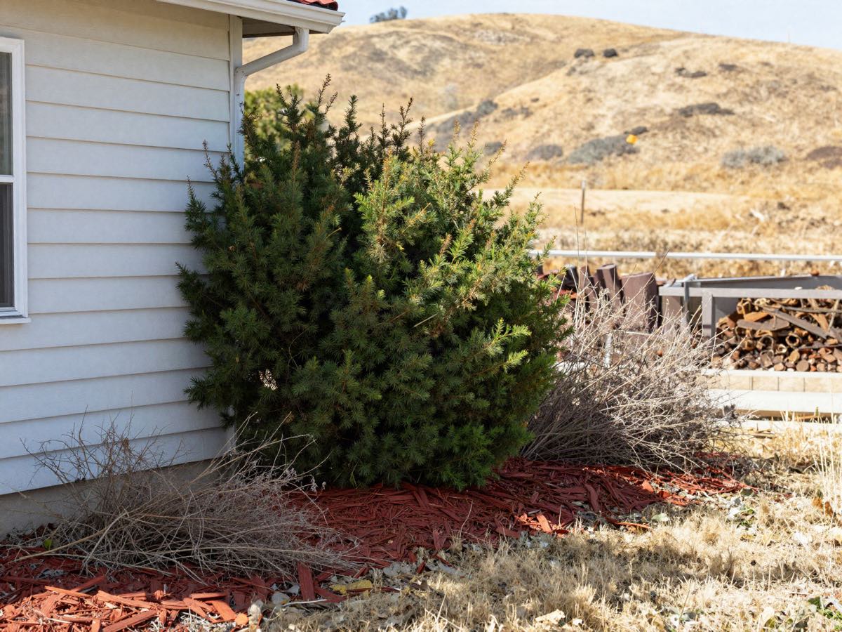 An overgrown juniper and deep bark mulch pushed right up against the siding of a house, dry brush along the foundation.